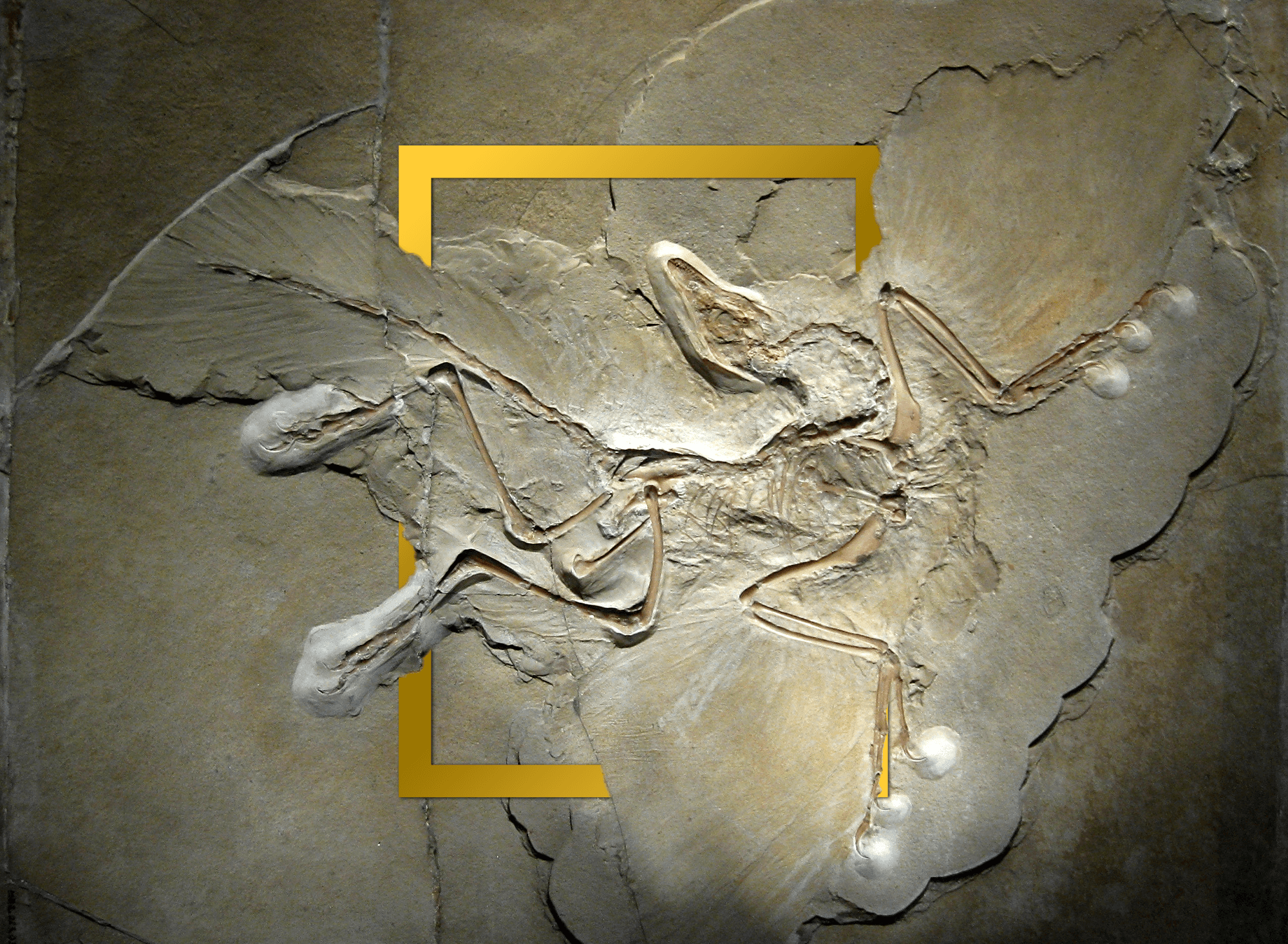 Archaeopteryx