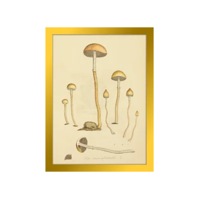 The Liberty Cap