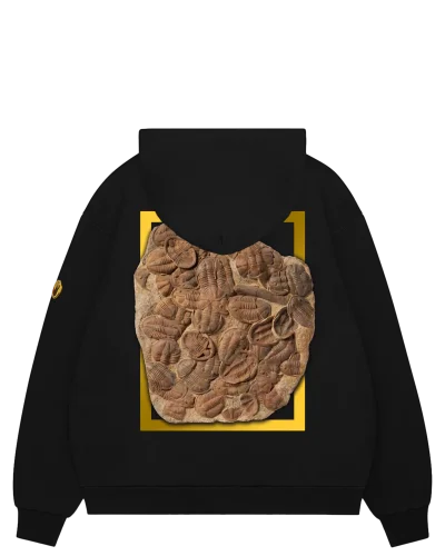 Trilobite Mass Death Bed